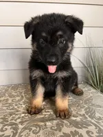 Orange Collar Male, a female German Shepherd Dog for sale in Morrisville, MO – Photo 3 of 5