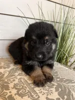 Orange Collar Male, a female German Shepherd Dog for sale in Morrisville, MO – Photo 7 of 8