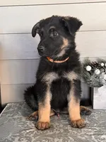 Orange Collar Male, a female German Shepherd Dog for sale in Morrisville, MO – 2 of 5