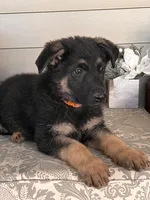 Orange Collar Male, a female German Shepherd Dog for sale in Morrisville, MO – 5 of 5