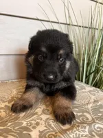 Orange Collar Male, a female German Shepherd Dog for sale in Morrisville, MO – Photo 4 of 8