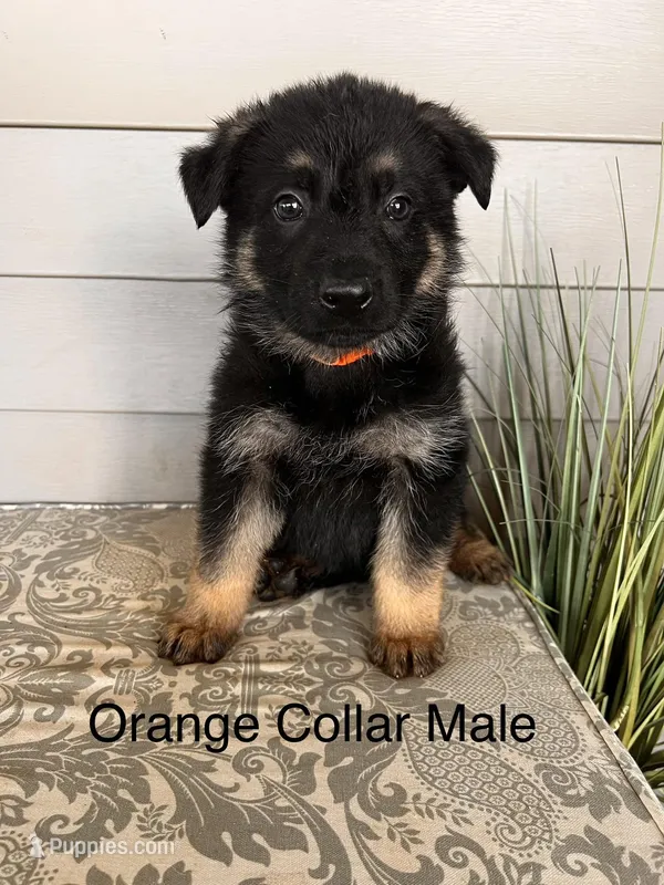 Orange Collar Male – German Shepherd Dog puppy for sale in Morrisville, MO