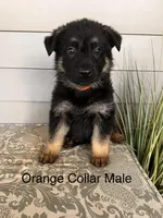 Orange Collar Male, a female German Shepherd Dog for sale in Morrisville, MO – Photo 1 of 5