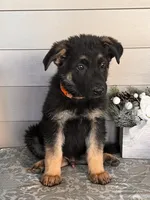 Orange Collar Male, a female German Shepherd Dog for sale in Morrisville, MO – 3 of 5