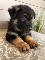 Orange Collar Male, a female German Shepherd Dog for sale in Morrisville, MO – Photo 5 of 5