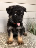 Orange Collar Male, a female German Shepherd Dog for sale in Morrisville, MO – Photo 2 of 5