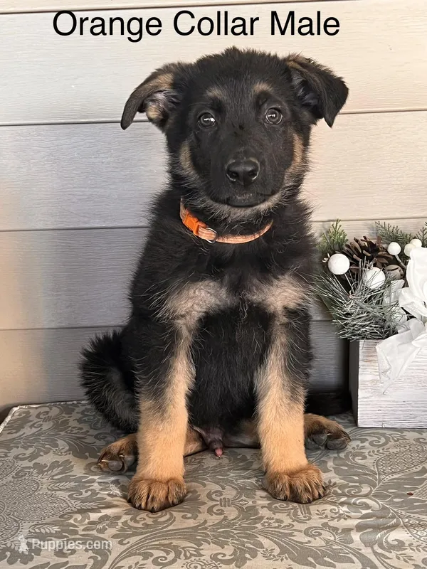 Orange Collar Male – German Shepherd Dog puppy for sale in Morrisville, MO