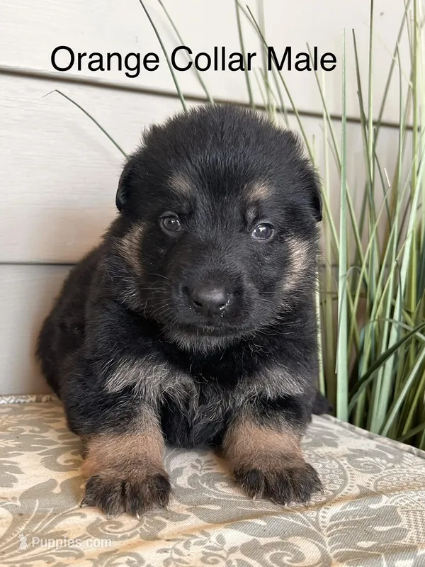 Orange Collar Male – German Shepherd Dog puppy for sale in Morrisville, MO