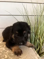 Orange Collar Male, a female German Shepherd Dog for sale in Morrisville, MO – Photo 5 of 8