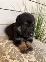 Orange Collar Male, a female German Shepherd Dog for sale in Morrisville, MO – Photo 8 of 8