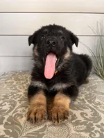 Orange Collar Male, a female German Shepherd Dog for sale in Morrisville, MO – Photo 4 of 5