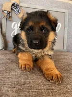 Orange Collar Male, a male German Shepherd Dog for sale in Morrisville, MO – Photo 7 of 8