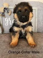Orange Collar Male, a male German Shepherd Dog for sale in Morrisville, MO – Photo 1 of 8