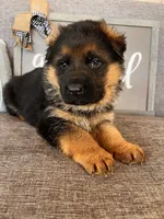 Orange Collar Male, a male German Shepherd Dog for sale in Morrisville, MO – Photo 8 of 8