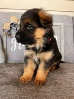 Orange Collar Male, a male German Shepherd Dog for sale in Morrisville, MO – Photo 5 of 8