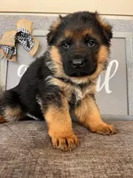 Orange Collar Male, a male German Shepherd Dog for sale in Morrisville, MO – Photo 6 of 8