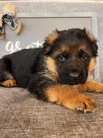 Orange Collar Male, a male German Shepherd Dog for sale in Morrisville, MO – Photo 3 of 8