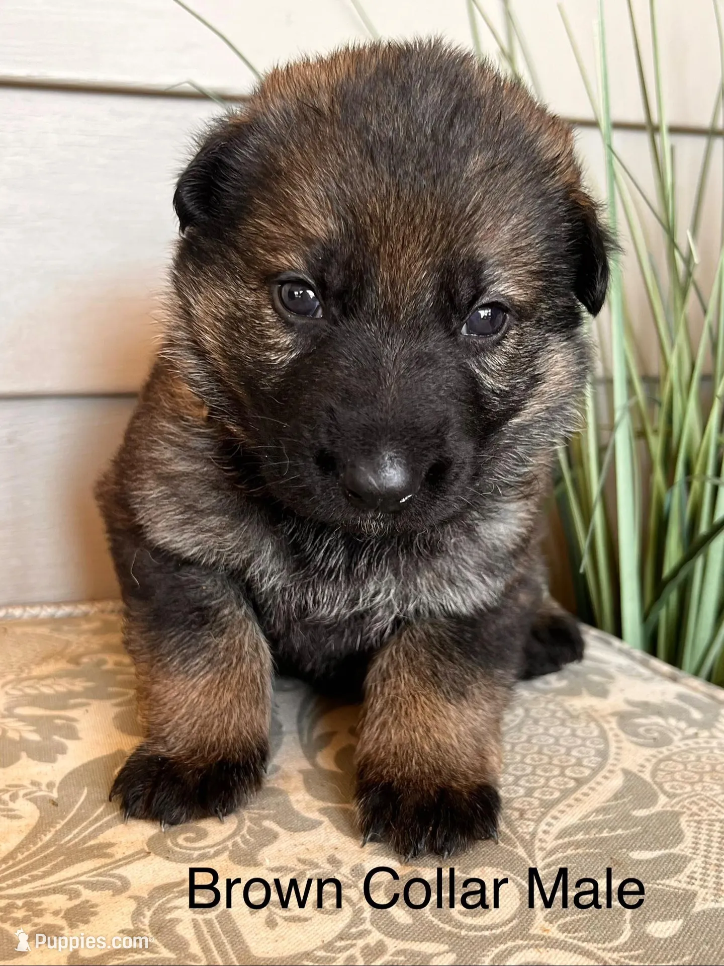 Brown Collar Male – German Shepherd Dog puppy for sale in Morrisville, MO