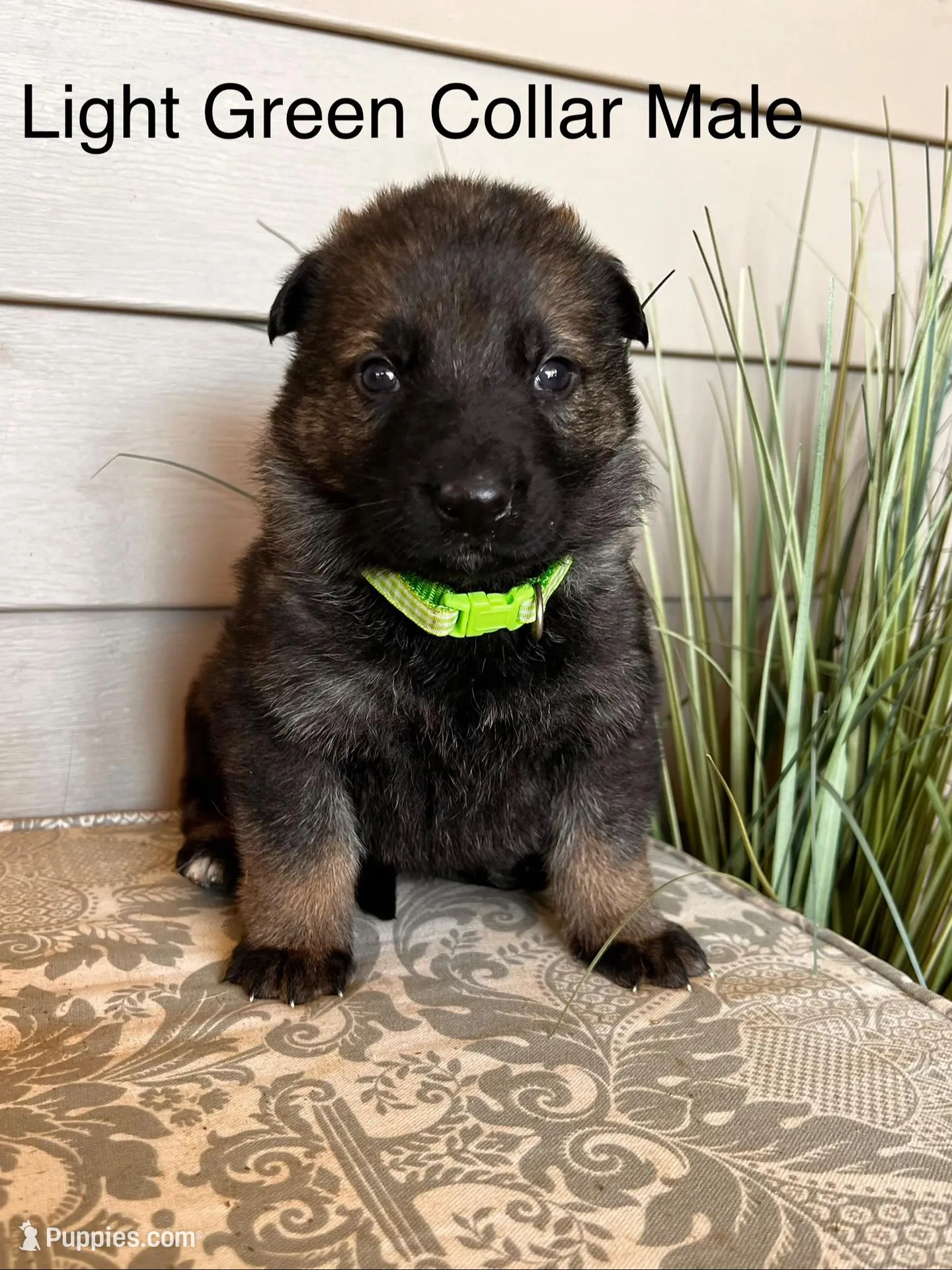 Light Gree  Collar Male – German Shepherd Dog puppy for sale in Morrisville, MO
