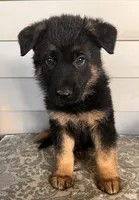 Red Collar Male, a male German Shepherd Dog for sale in Morrisville, MO – 2 of 5