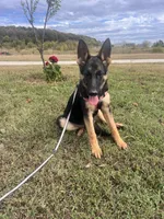Purple Collar Female, a female German Shepherd Dog for sale in Morrisville, MO – 5 of 8