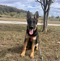 Red Collar Female , a female German Shepherd Dog for sale in Morrisville, MO – 2 of 7