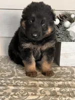 Yellow Collar Male, a male German Shepherd Dog for sale in Morrisville, MO – Photo 2 of 5