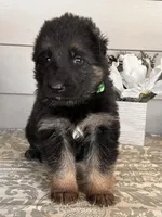 Green Collar Male, a male German Shepherd Dog for sale in Morrisville, MO – Photo 5 of 7