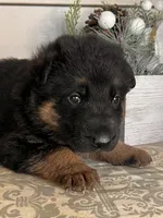 Yellow Collar Male, a male German Shepherd Dog for sale in Morrisville, MO – Photo 4 of 5