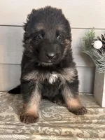 Green Collar Male, a male German Shepherd Dog for sale in Morrisville, MO – Photo 7 of 7