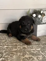 Yellow Collar Male, a male German Shepherd Dog for sale in Morrisville, MO – Photo 5 of 5