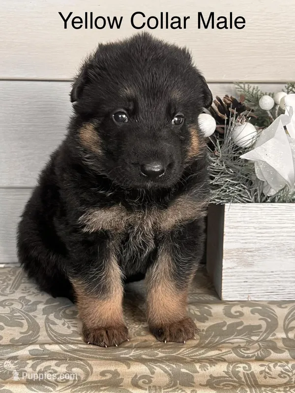 Yellow Collar Male – German Shepherd Dog puppy for sale in Morrisville, MO