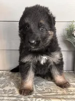 Green Collar Male, a male German Shepherd Dog for sale in Morrisville, MO – Photo 6 of 7