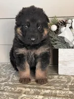 Yellow Collar Male, a male German Shepherd Dog for sale in Morrisville, MO – Photo 3 of 5
