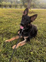 Dark Green Collar Male , a female German Shepherd Dog for sale in Morrisville, MO – 8 of 8