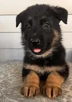 Red Collar Male, a male German Shepherd Dog for sale in Morrisville, MO – 4 of 5