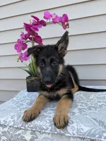 White Collar Female Puppy, a female German Shepherd Dog for sale in Morrisville, MO – 3 of 7