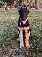 Yellow Collar Male, a male German Shepherd Dog for sale in Morrisville, MO – 5 of 5
