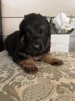 Red Collar Male, a male German Shepherd Dog for sale in Morrisville, MO – Photo 6 of 6