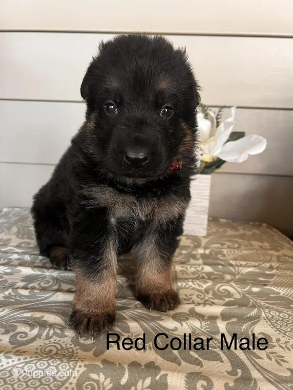 Red Collar Male – German Shepherd Dog puppy for sale in Morrisville, MO