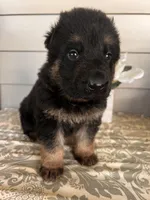 Red Collar Male, a male German Shepherd Dog for sale in Morrisville, MO – Photo 2 of 6