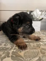 Red Collar Male, a male German Shepherd Dog for sale in Morrisville, MO – Photo 3 of 6