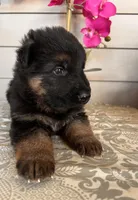 Pink Collar Female Puppy, a female German Shepherd Dog for sale in Morrisville, MO – Photo 6 of 6