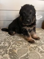 Red Collar Male, a male German Shepherd Dog for sale in Morrisville, MO – Photo 4 of 6