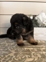 Red Collar Male, a male German Shepherd Dog for sale in Morrisville, MO – Photo 5 of 6