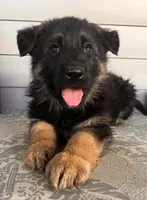 Green Collar Male, a male German Shepherd Dog for sale in Morrisville, MO – 6 of 6
