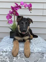 Red Collar Female, a female German Shepherd Dog for sale in Morrisville, MO – 4 of 6