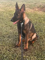 Brown Collar Male, a female German Shepherd Dog for sale in Morrisville, MO – 4 of 6