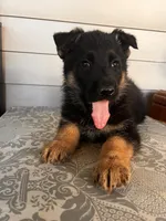 Yellow Collar Male, a male German Shepherd Dog for sale in Morrisville, MO – 5 of 5