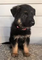 Pink Collar Female Puppy, a female German Shepherd Dog for sale in Morrisville, MO – 2 of 6